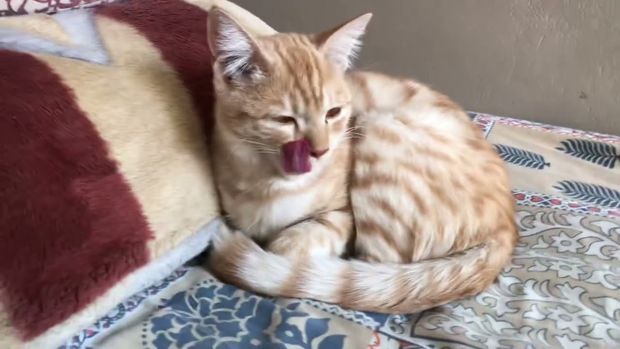 My kitty’s daily routine #eating#grooming#purring#kitten #cute 