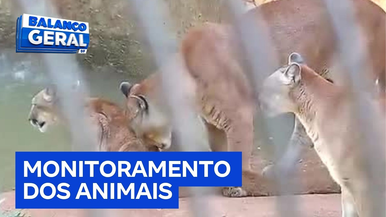 Zoológico de Brasília recebe novo sistema de vigilância com mais de 600 câmeras | Balanço Geral DF
