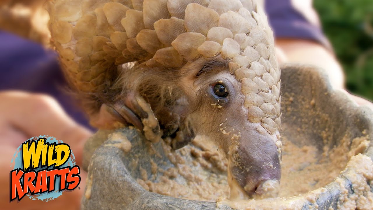 Pangolin Creature Powers! | Wild Kratts 