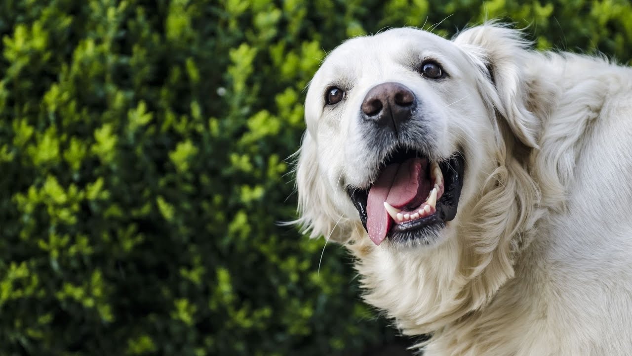 Golden Retriever or Golden Dachshund - Which is the Ideal Companion? - Who will win your heart?