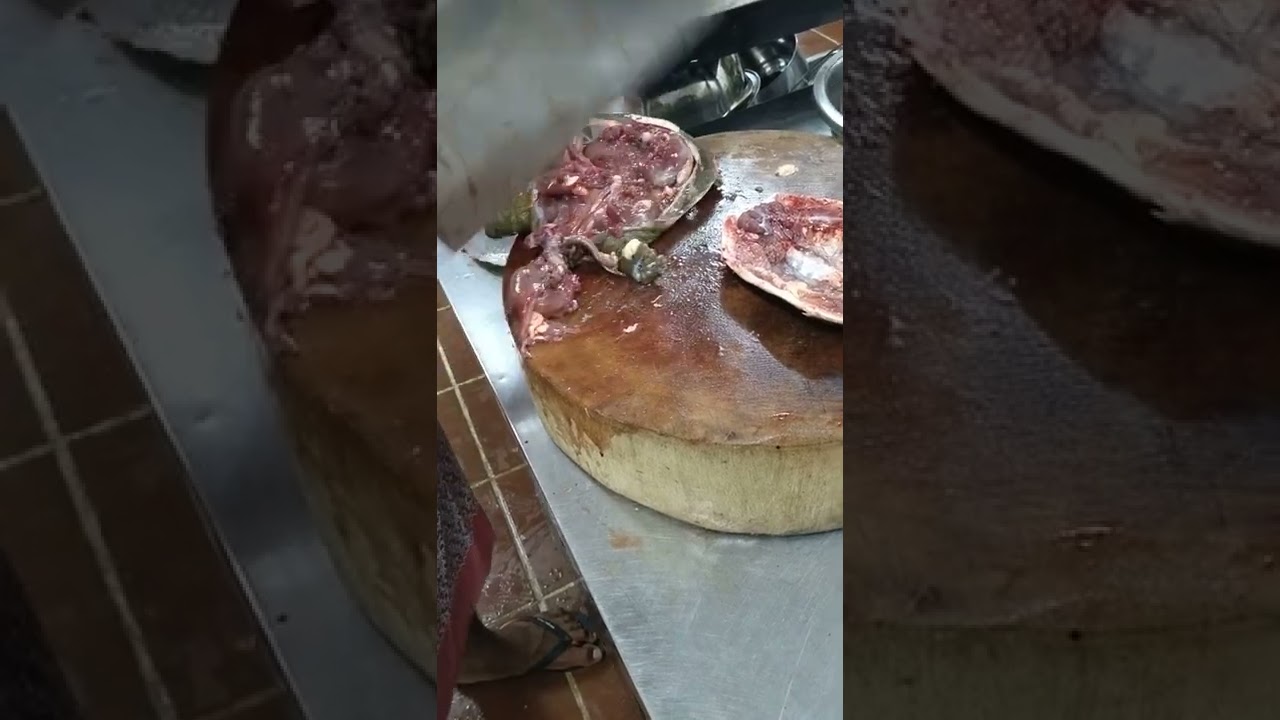 🐢 tortoise cutting