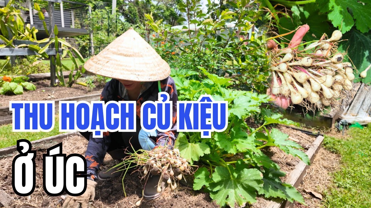Cuộc Sống Úc - Trồng Và Thu Hoạch Củ Kiệu Ở Úc - Vườn Rau Việt