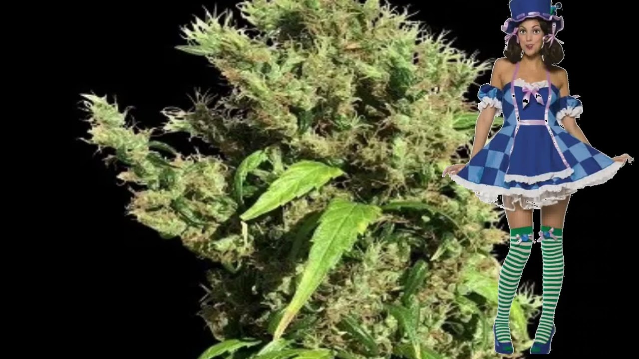Purple Honduras Haze &ndash; Ace Seeds