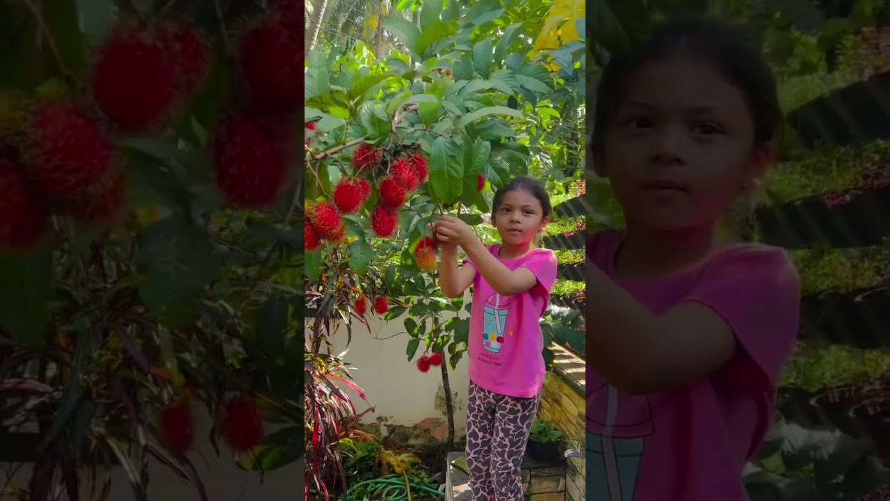 Rambutan😍