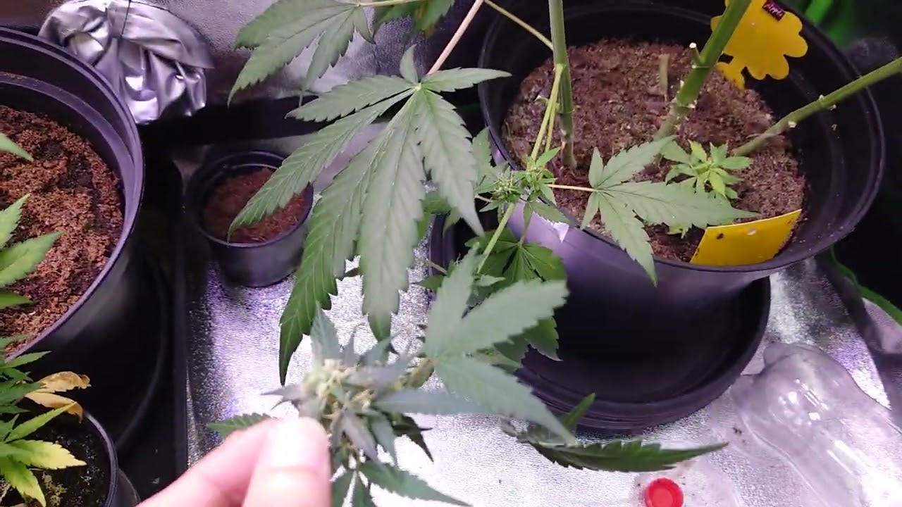 AMVgrow Mike Tyson CorkScrew X Apple fritter seeds in development and tha Friday seed giveAway