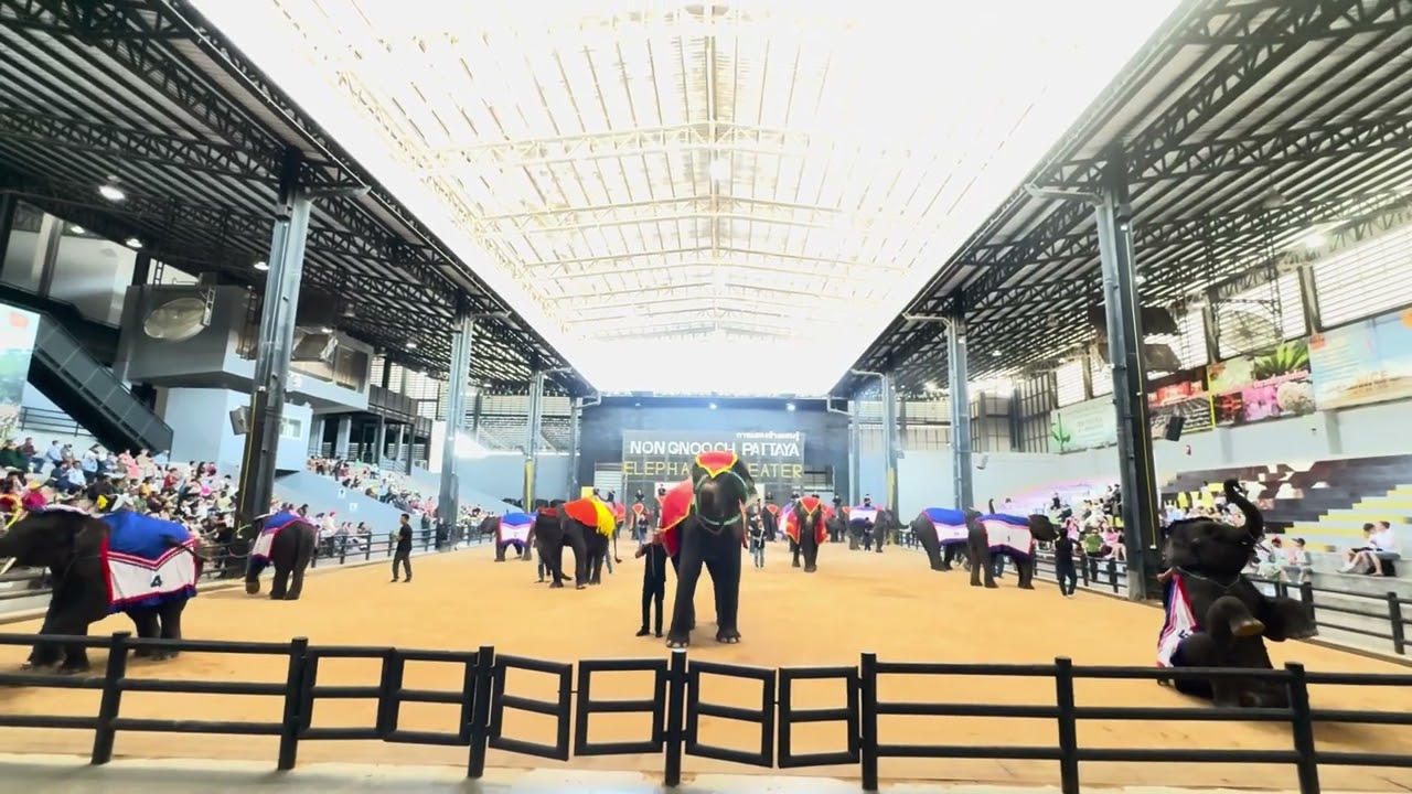 Gajah 8