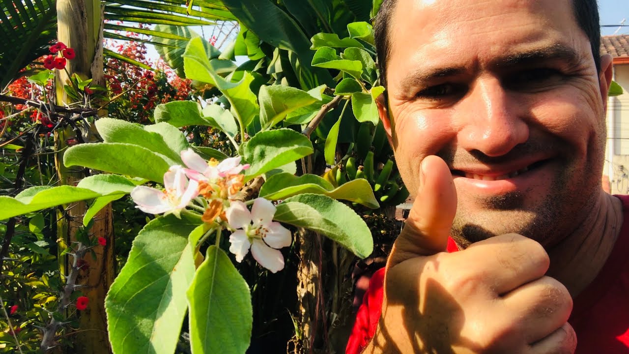 COMO PODAR A MACIEIRA PRA ELA FRUTIFICAR