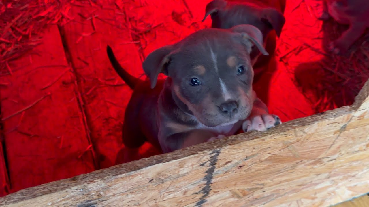 American Bullies Stepping In There 💩& Puppies Available!