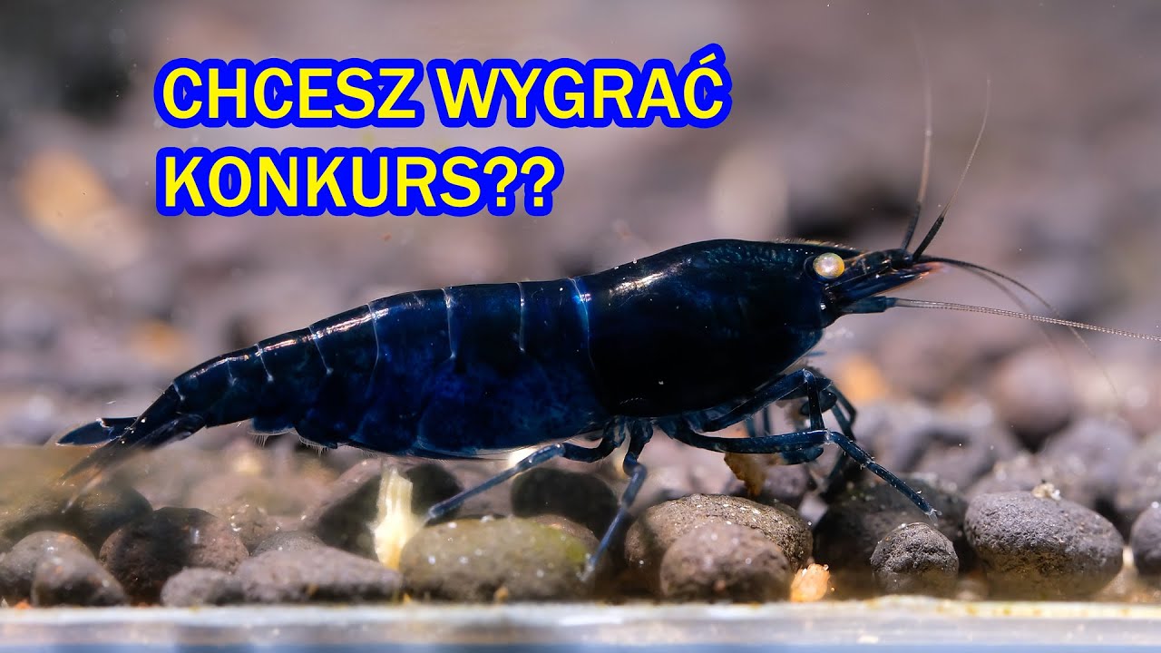 Jak wygląda ocena krewetek na konkursie? + KONKURS  - Krewetkowe zawody