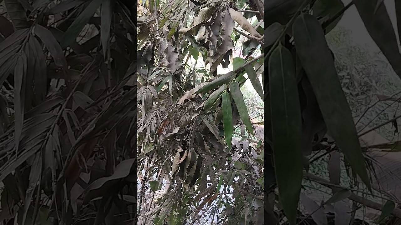 চলার পথে চোখ যেখানে। চলার পথে সৌন্দর্য হঠাৎ করে চোখের ভেতর নেমে আসে। #video #viral #viralvideo 