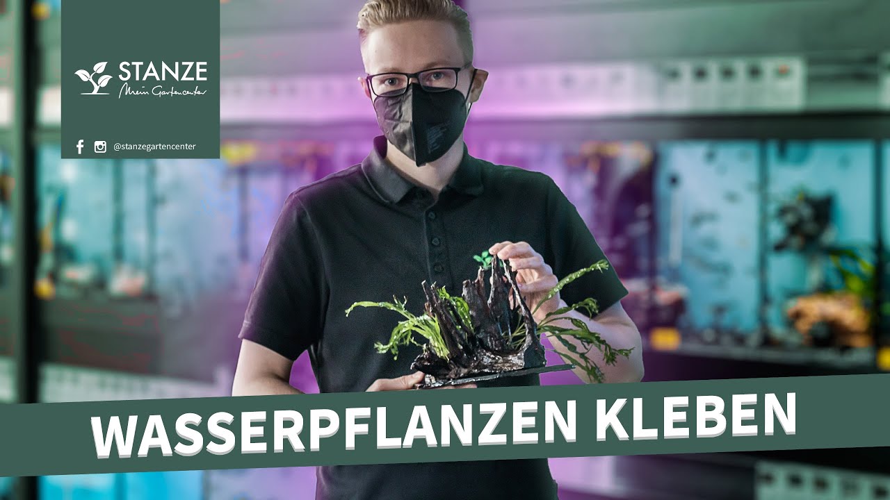 DIY Wasserpflanzen kleben - Wir zeigen euch wie's geht.