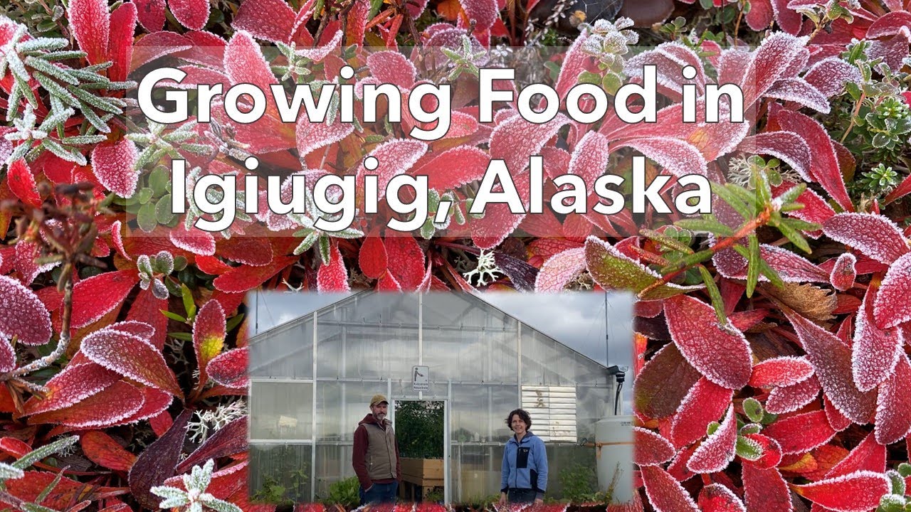 Growing food in Igiugig – In the Alaska Garden with Heidi Rader