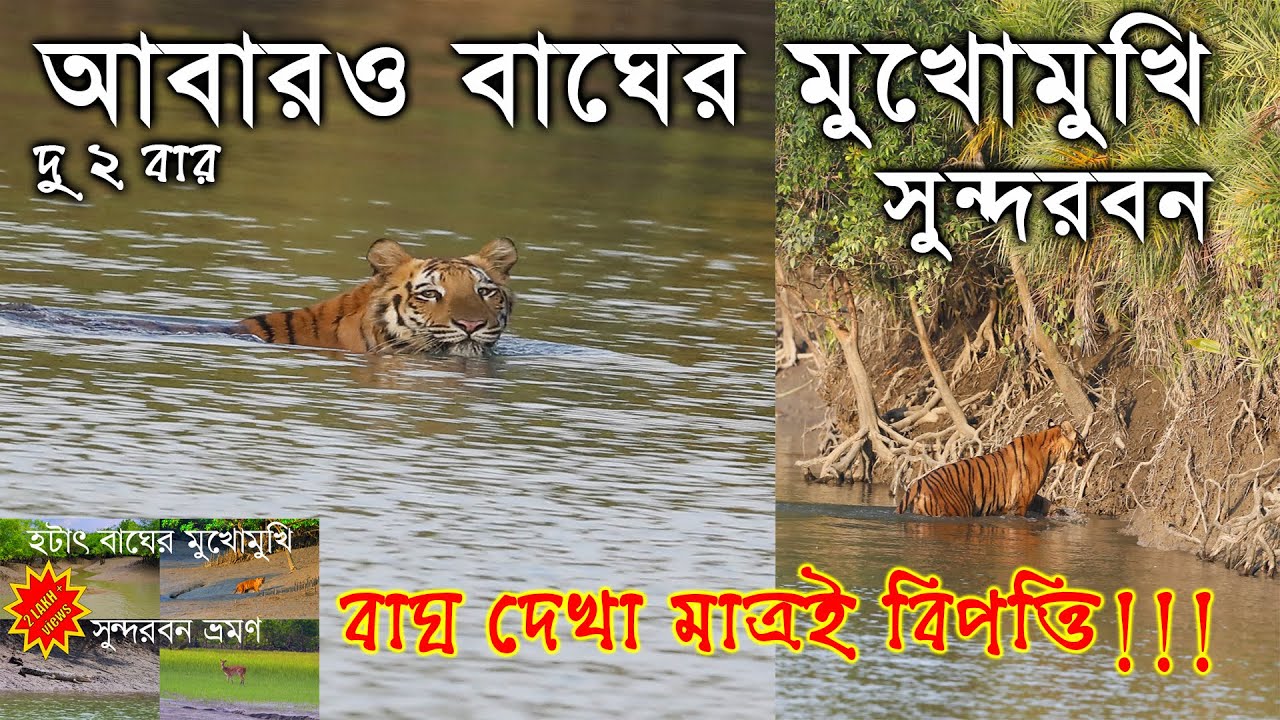 SUNDARBAN |SUNDARBAN TOUR | ROYAL BENGAL TIGER | SUNDARBAN SAFARI | সুন্দরবন |TIGER |SUNDARBAN TIGER
