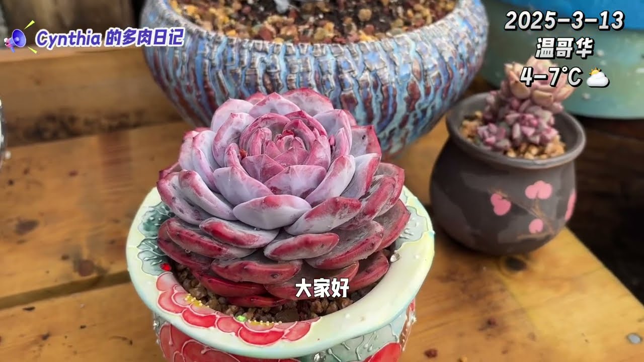 多肉叶插分享：摘下叶片后如何摆放？什么样的温度更适合生根发芽？