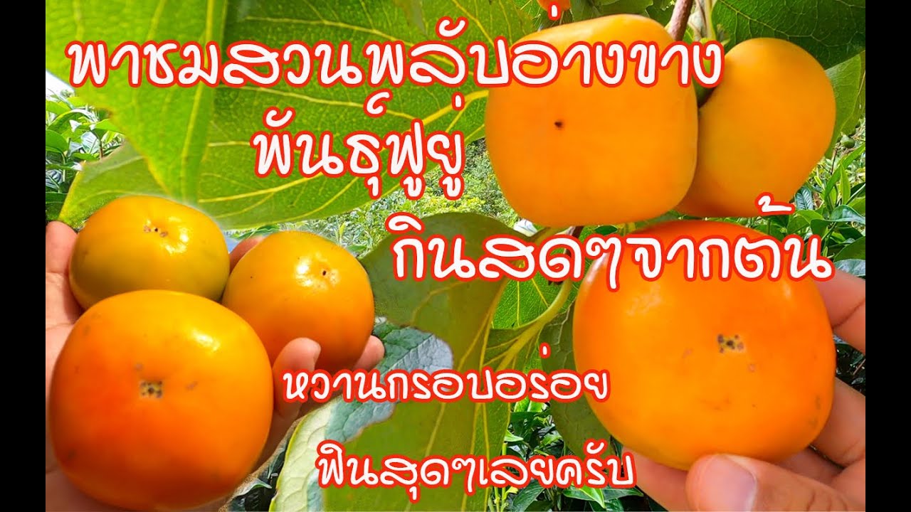 พาชมสวนพลับ สายพันธุ์ฟูยู่ กินสดๆจากต้น หวานกรอบอร่อย ฟินสุดๆเลยครับ