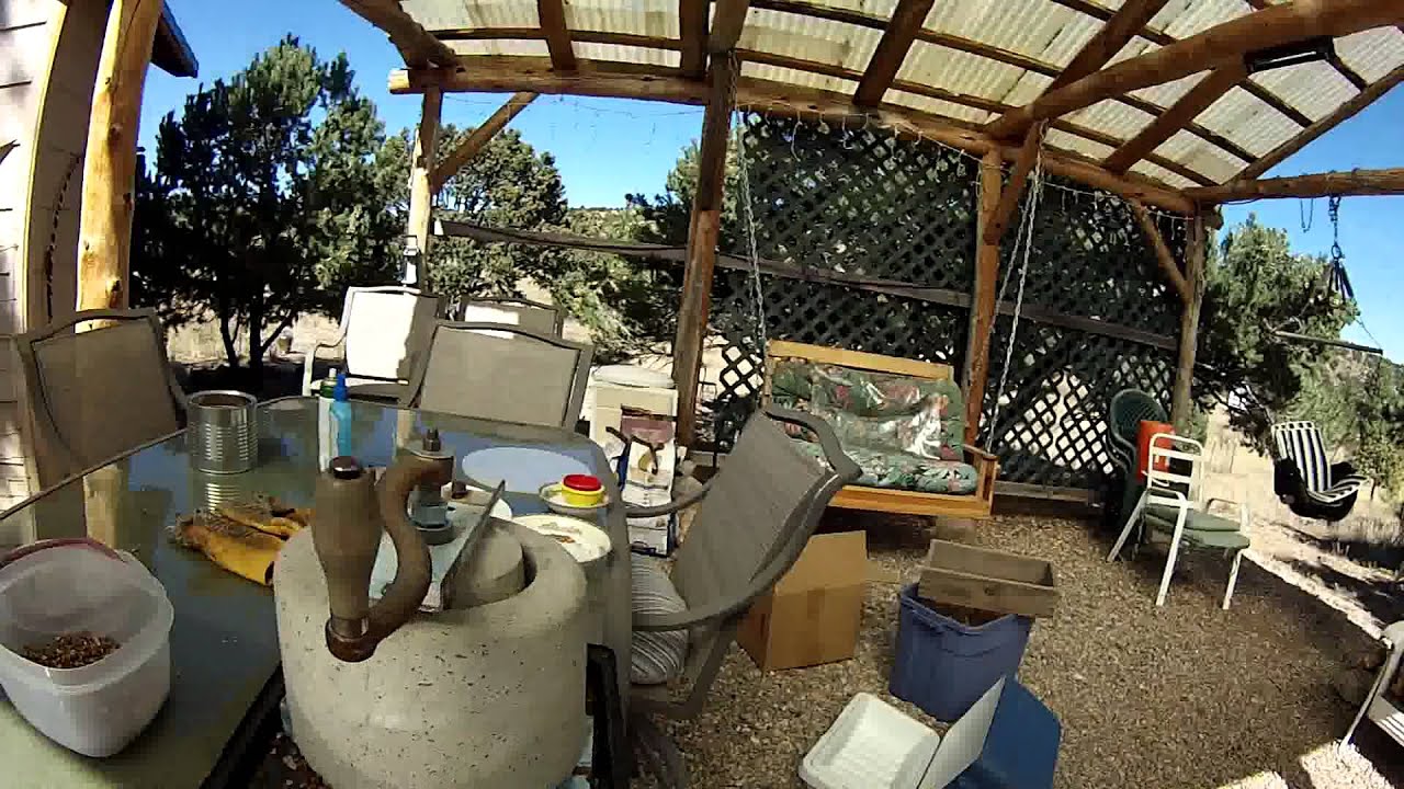Harvesting pinon pine nuts like a BOSS