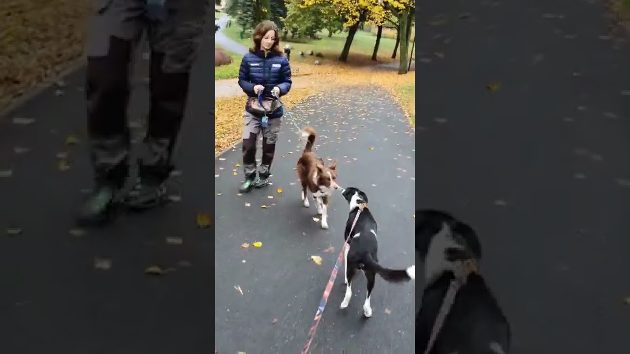 Jak nauczyć mijania z innymi psami?