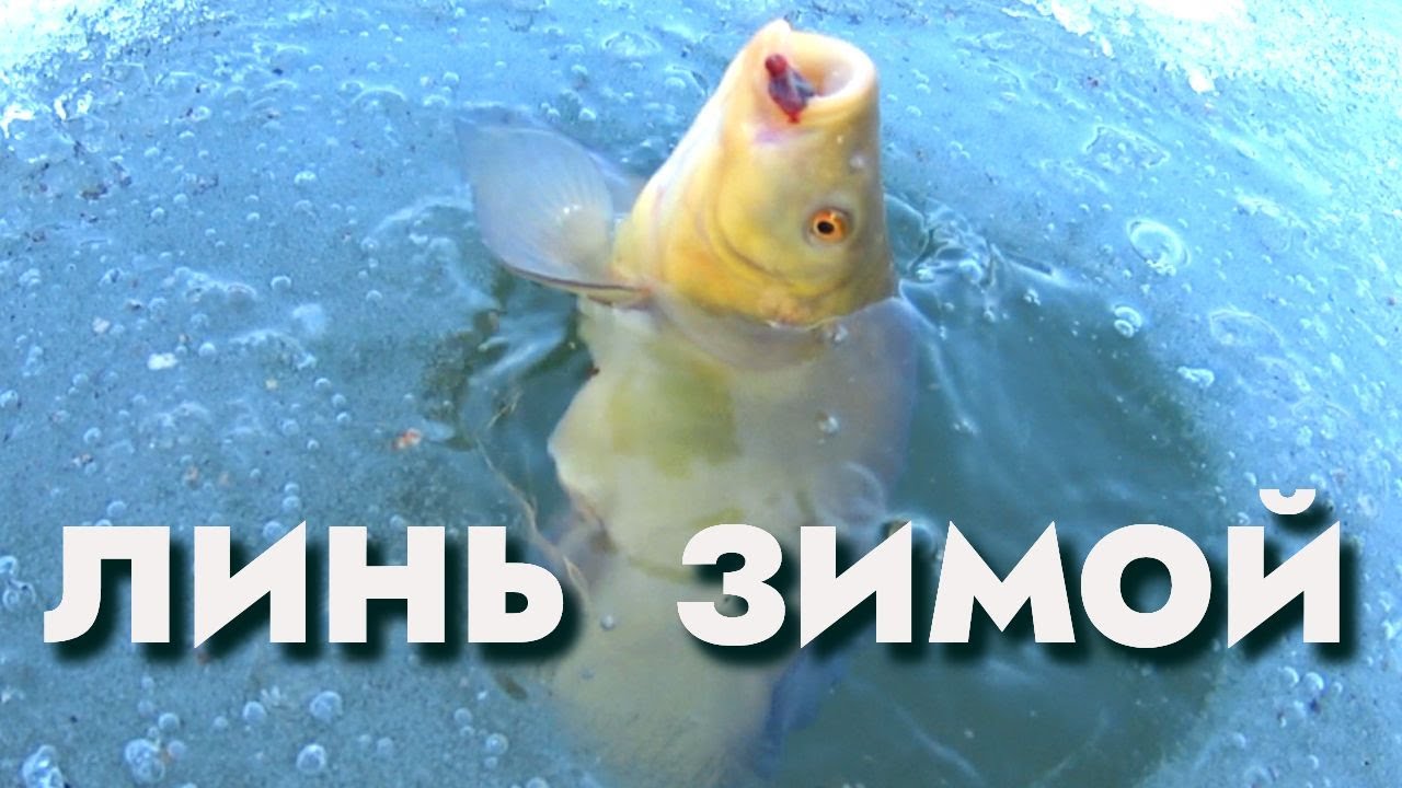 МОЙ ПЕРВЫЙ ЛИНЬ СО ЛЬДА! ЗИМНЯЯ РЫБАЛКА НА МОРМЫШКУ! КЛЮЕТ КРУПНАЯ РЫБА!