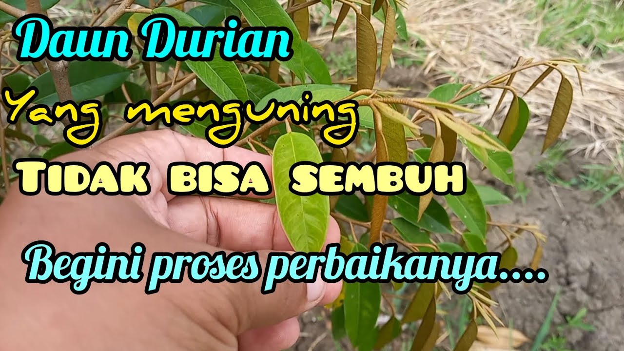 Proses penyembuhan daun durian yang menguning dan tidak sempurna