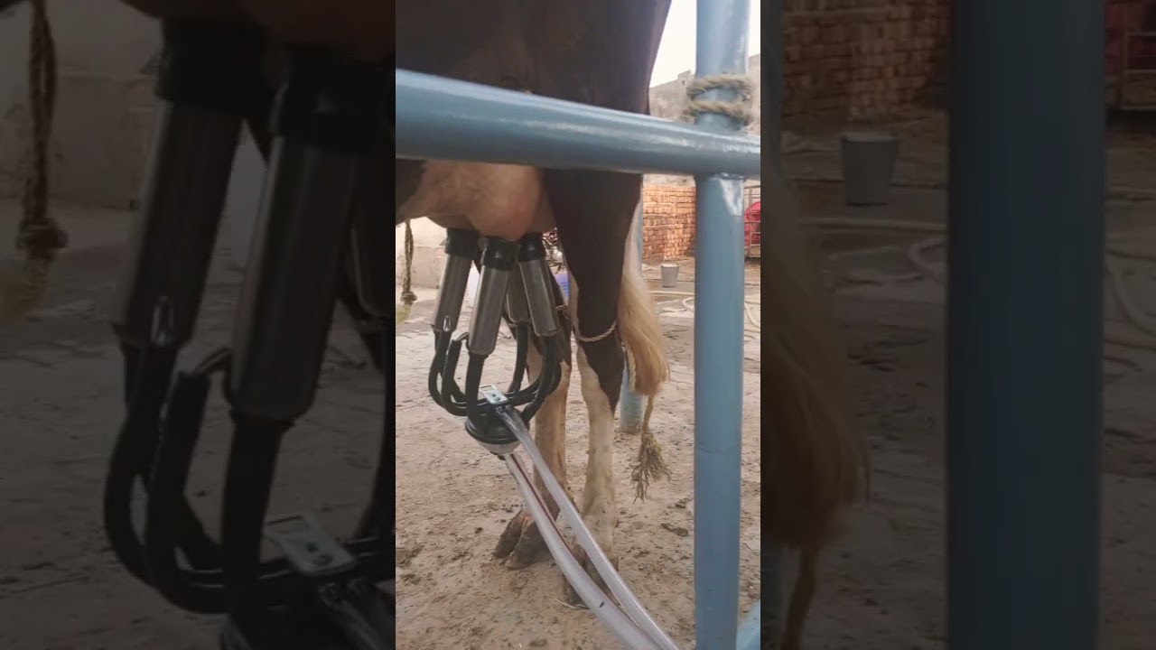 #farming #cattledisease #dairyfarming #dairyfarming #cow #livestockpakistan #dairytips #cowfarming