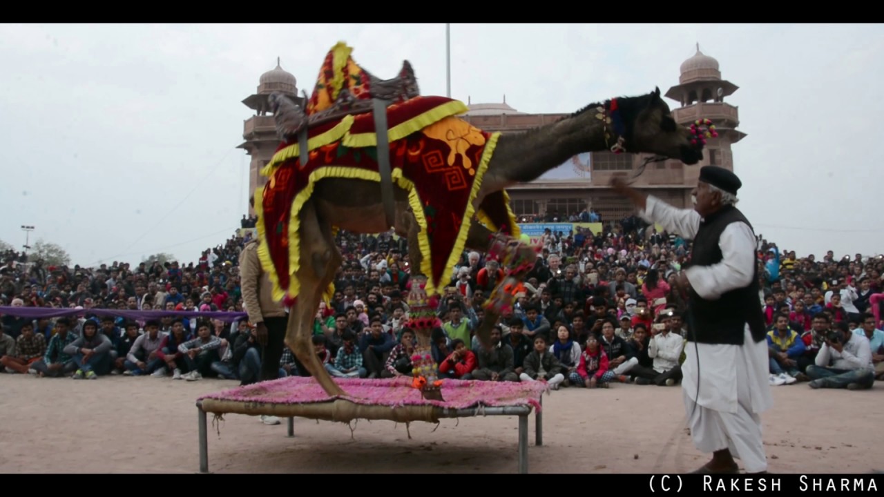 Stunning Camel Dance 2017