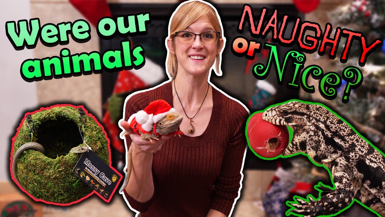 Our Reptiles get their Christmas Gifts! (Except the Naughty ones)