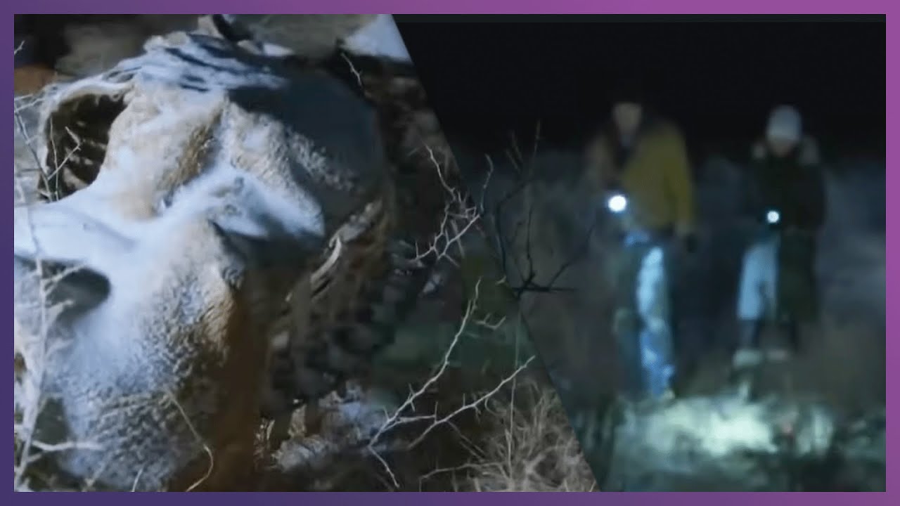 Mysterious Cattle Mutilations May Be Hiding An Alien Conspiracy! | UFO Witness
