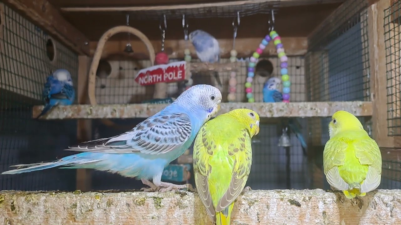 Parrot Behavior Moments