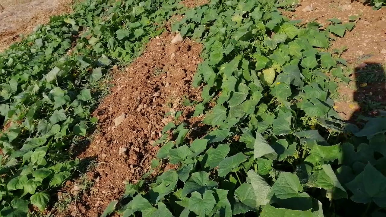 Wormy Sıvı Solucan Gübresi ile beslenen açık tarla salatalığı