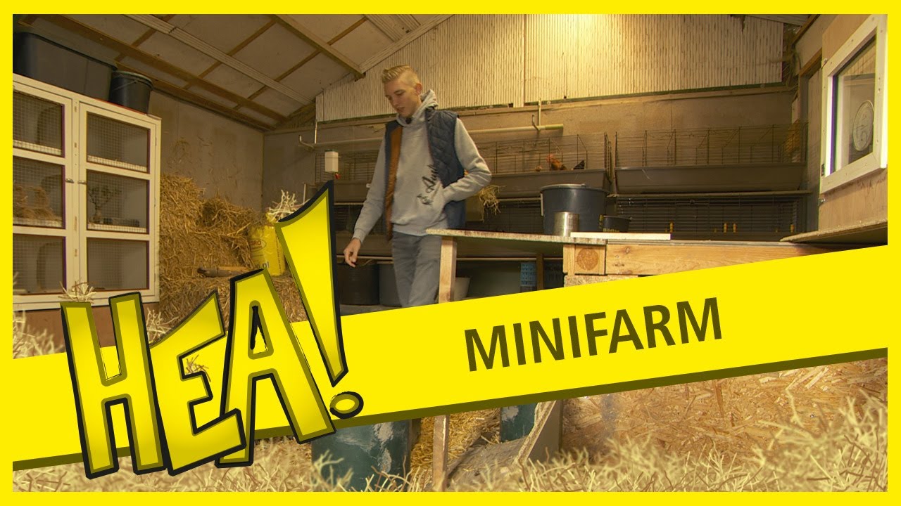 HEA: Robin's minifarm in Sint Annaparochie