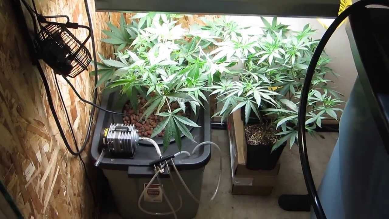 CannaNerd Res and Veg Room Tour