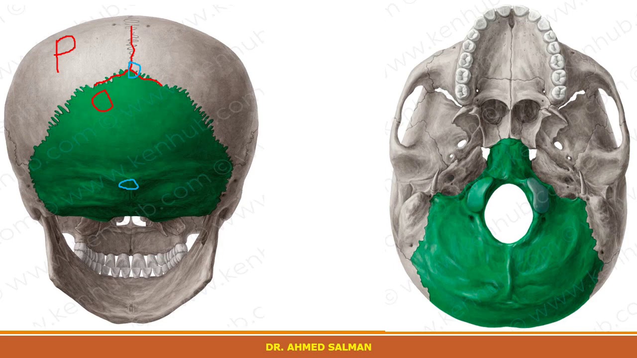 Norma verticalis , occipitalis and lateralis