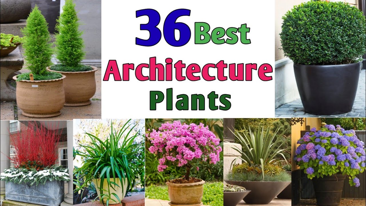 36 Best Architecture Plants in container | Architecture plants for container | Plant and Planting