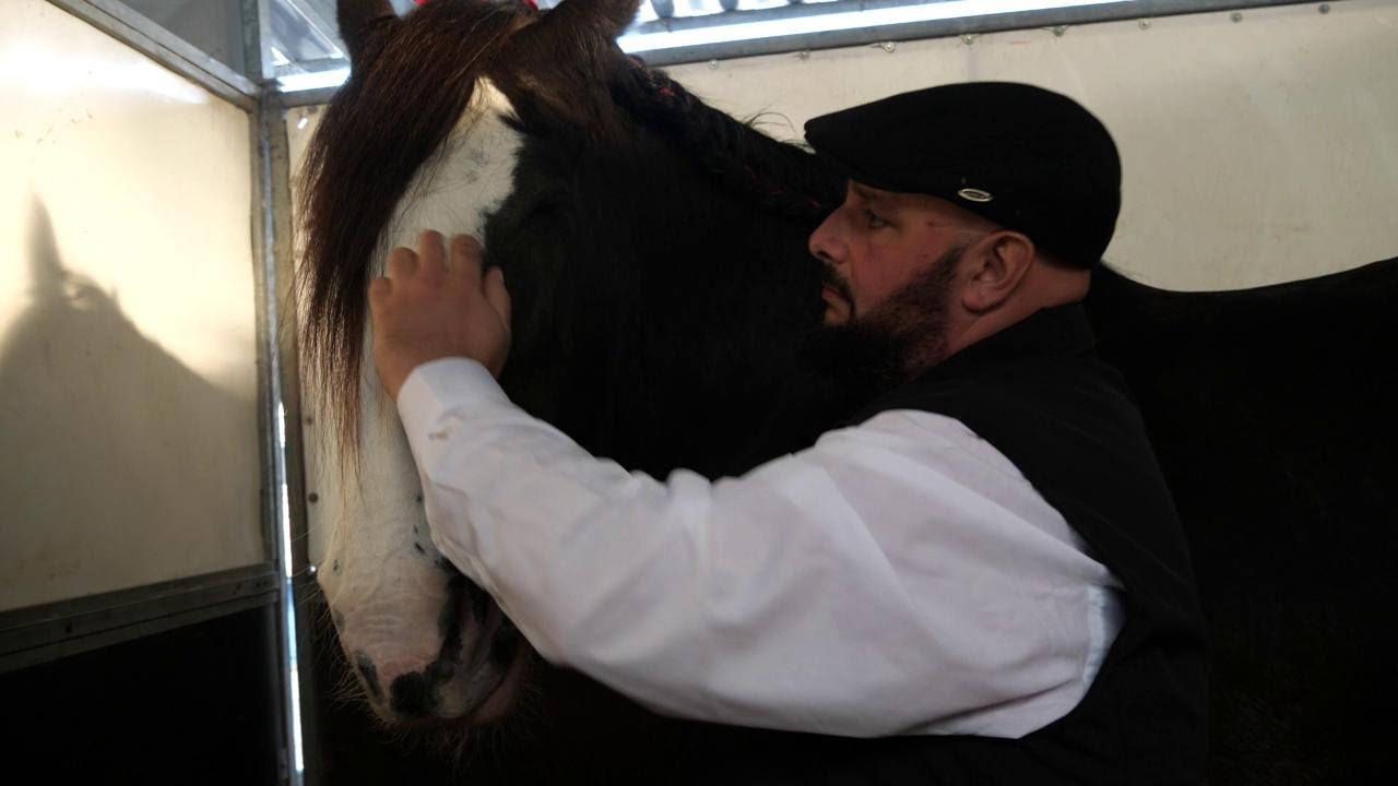 Fieracavalli 125, alla scoperta dei cavalli Shire: storia e curiosità sui cavalli più alti al mondo