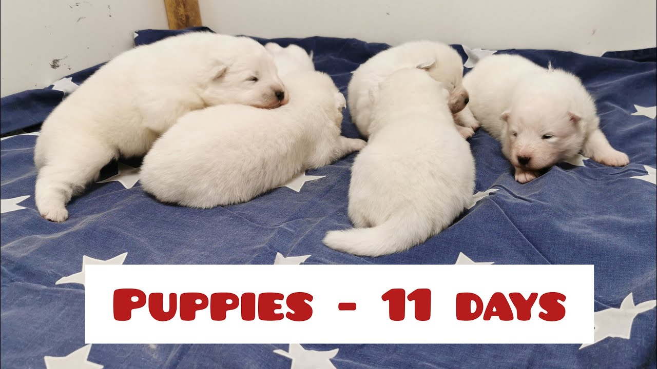 Samojedinkoiran pennut 11 vrk - Arttulan 3J - 11 days old samoyed puppies