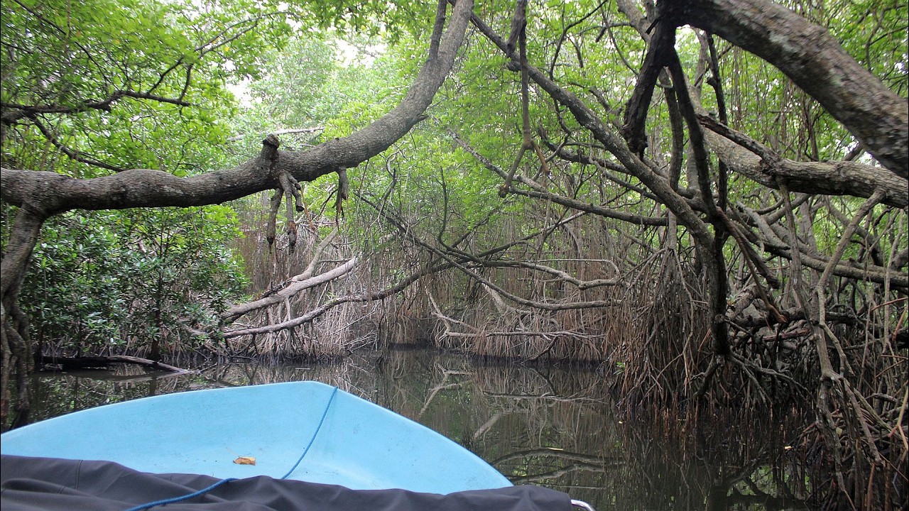 Bentota Lake Boat Safari
