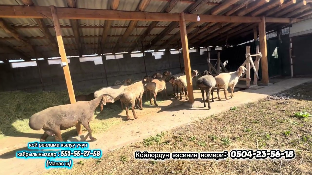 Ото чон арашан бооз койлор сатыка чыкты😱😱😱