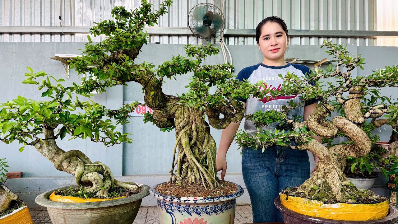 Thúy An 27/9 chào bán lô bonsai thập cẩm hoa trái đủ loại - Linh Sam, MCT siêu siêu mềm