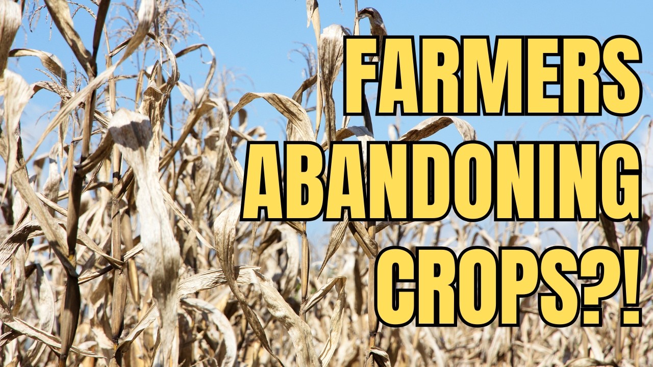 USDA Wheat Report Has People Panicking&mdash;Here's Why