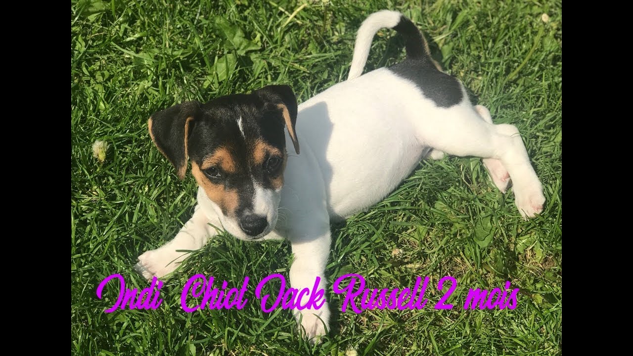 Indi 🐶 chiot Jack Russell Terrier - 2 mois