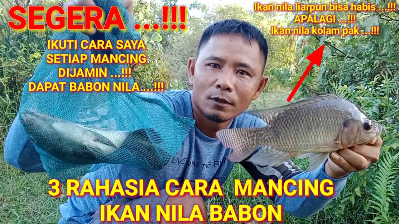 WAJIB DICOBA ...!!! 3 RAHASIA CARA MANCING IKAN NILA BABON