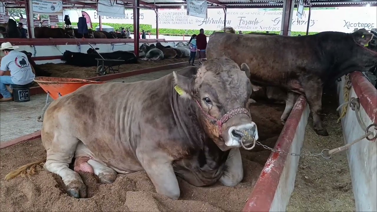 Ganadería sustentable Feria de Xicotepec 2025#ganaderiasostenible