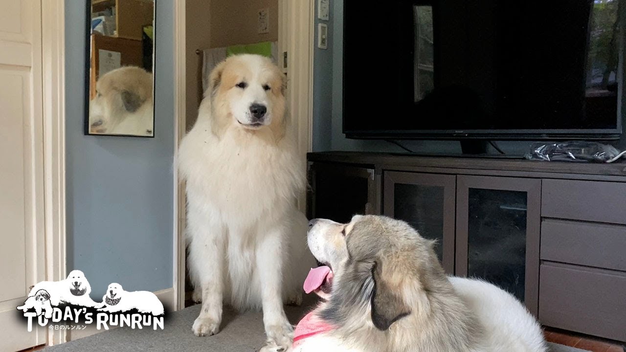 無言の圧力で平和的にベルを縄張りから追い出すアランです　Great Pyrenees　グレートピレニーズ