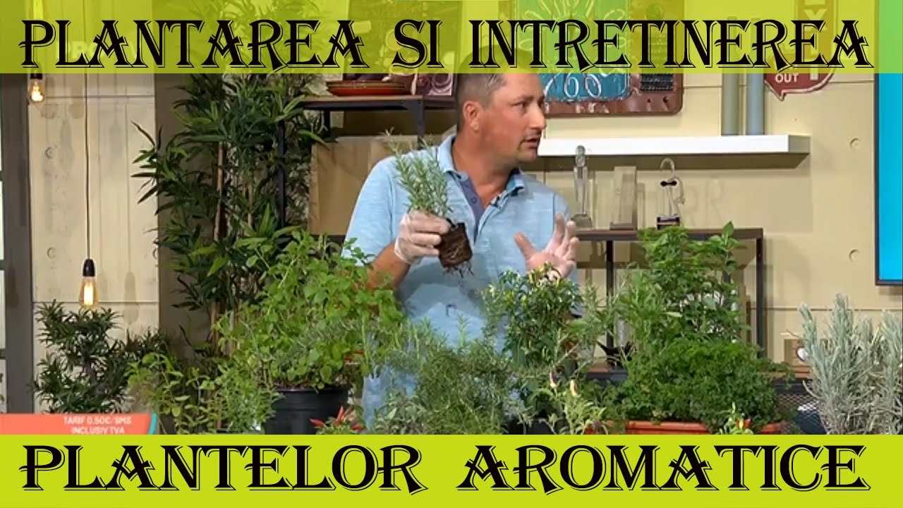 Cum sa-ti intreti corect plantele aromatice - Marin Constantin
