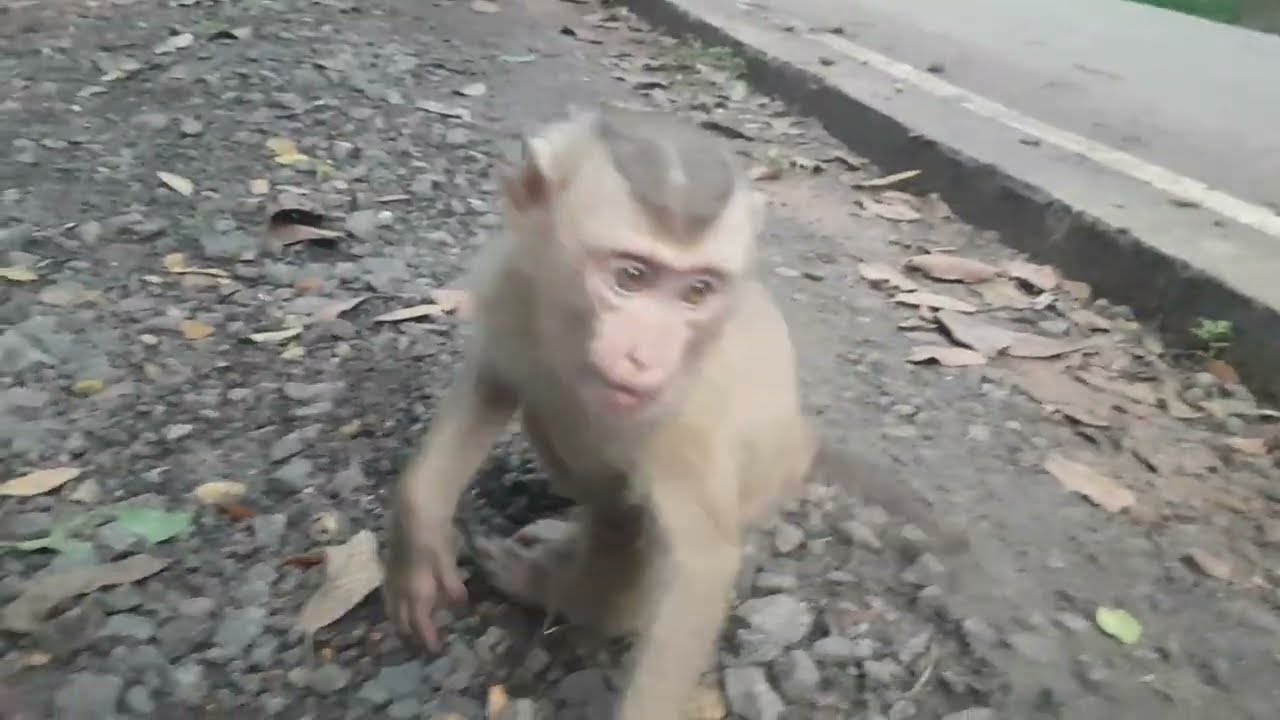 Little monkey Jerry very hungry
