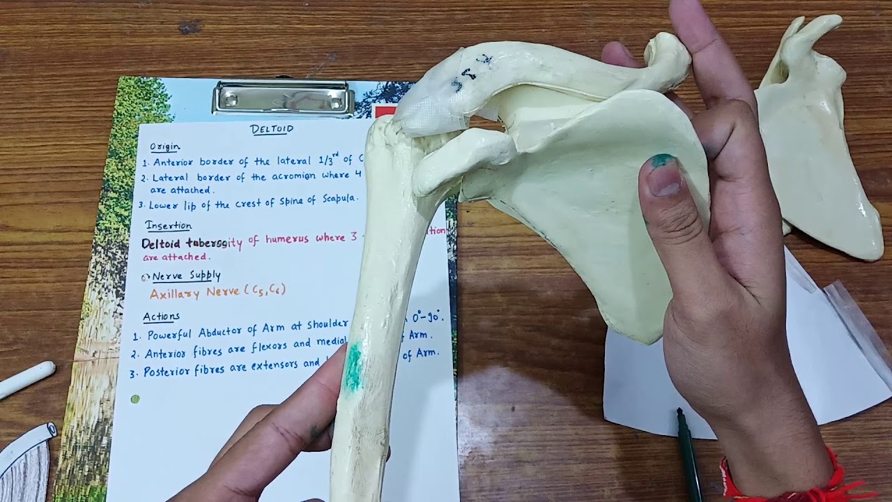 Deltoid muscle