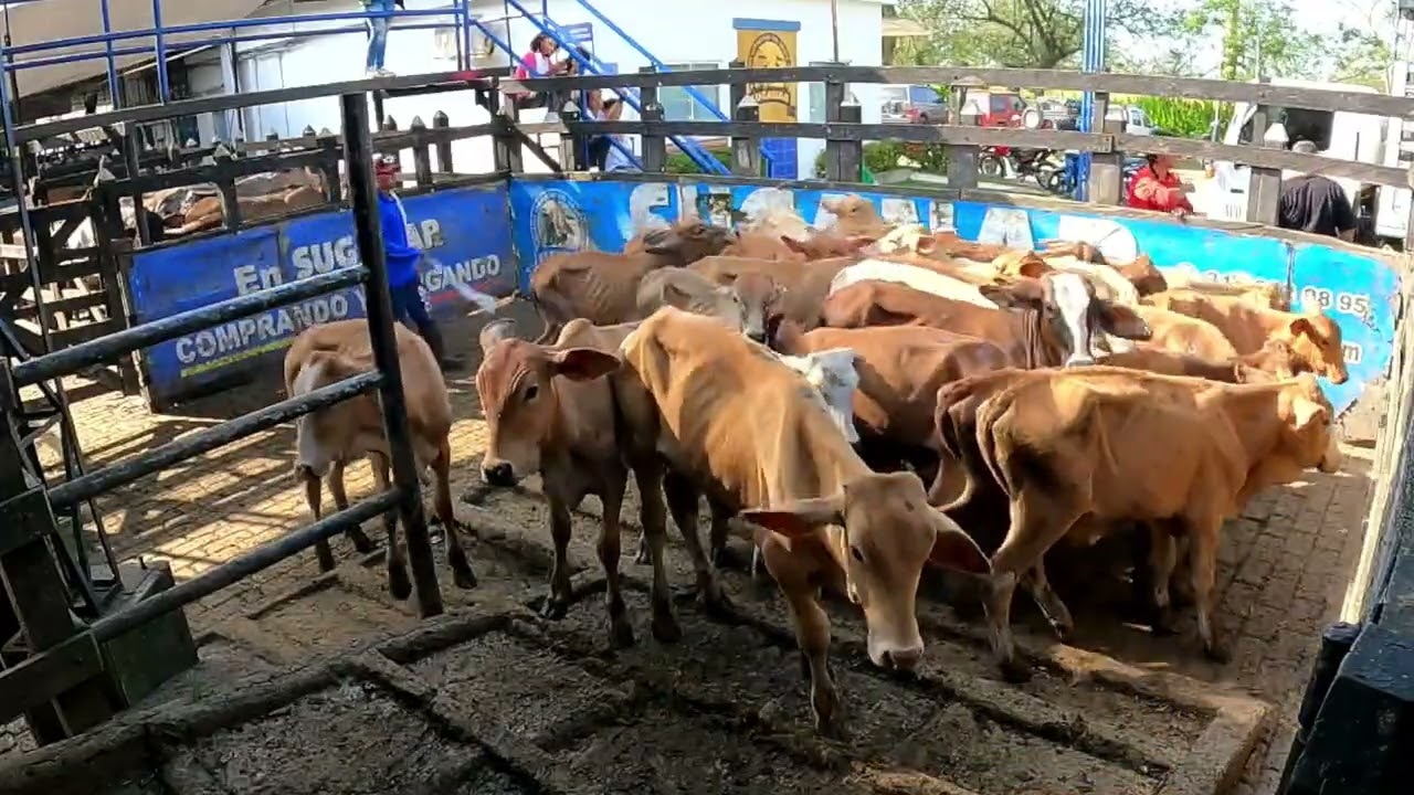 Lote Nro. 223