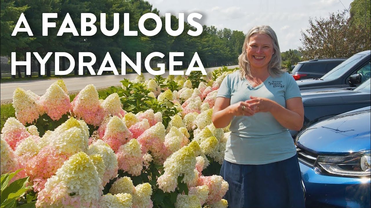 Early Blooming | Big Flowers | Reliable Performance - Quick Fire Fab Hydrangea