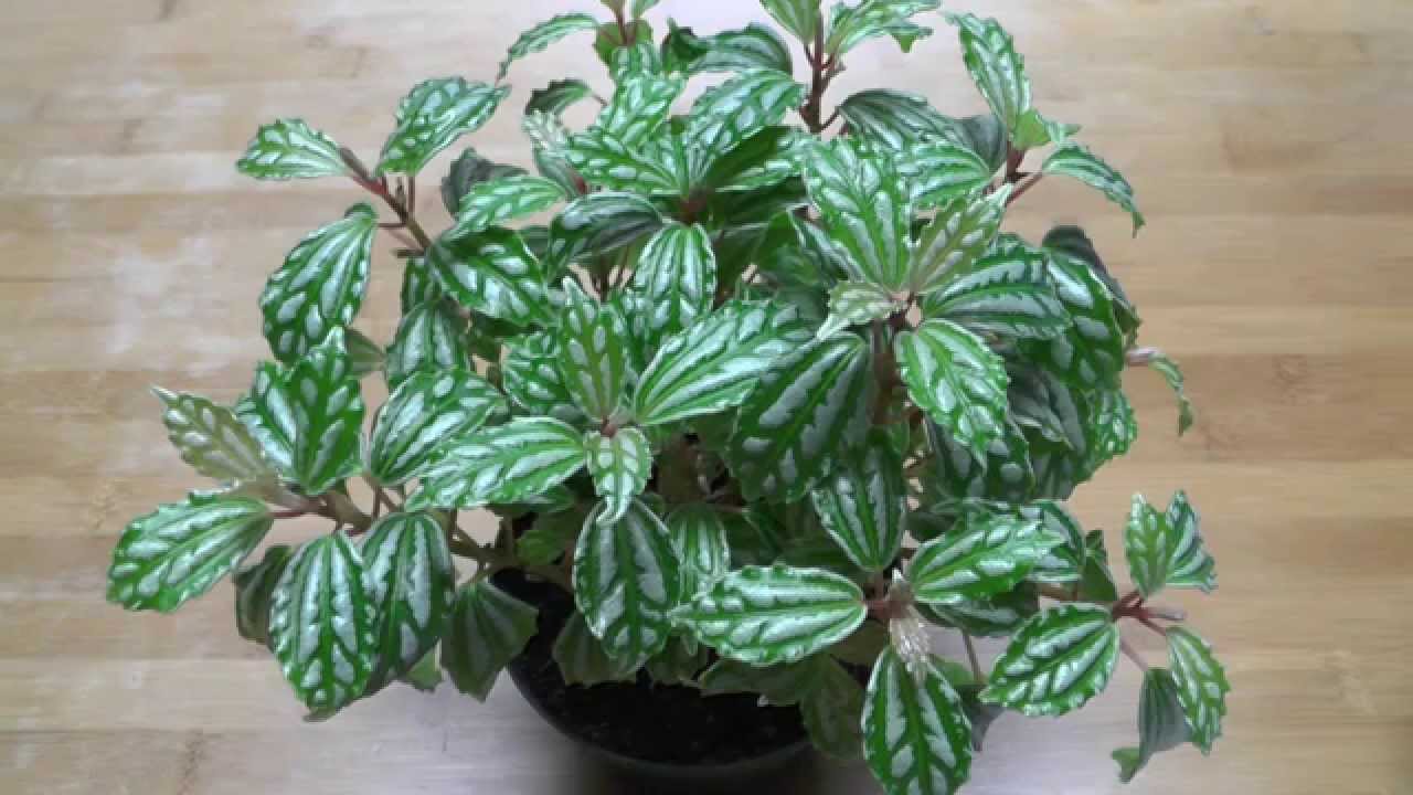 5 Easy & Unique Houseplants
