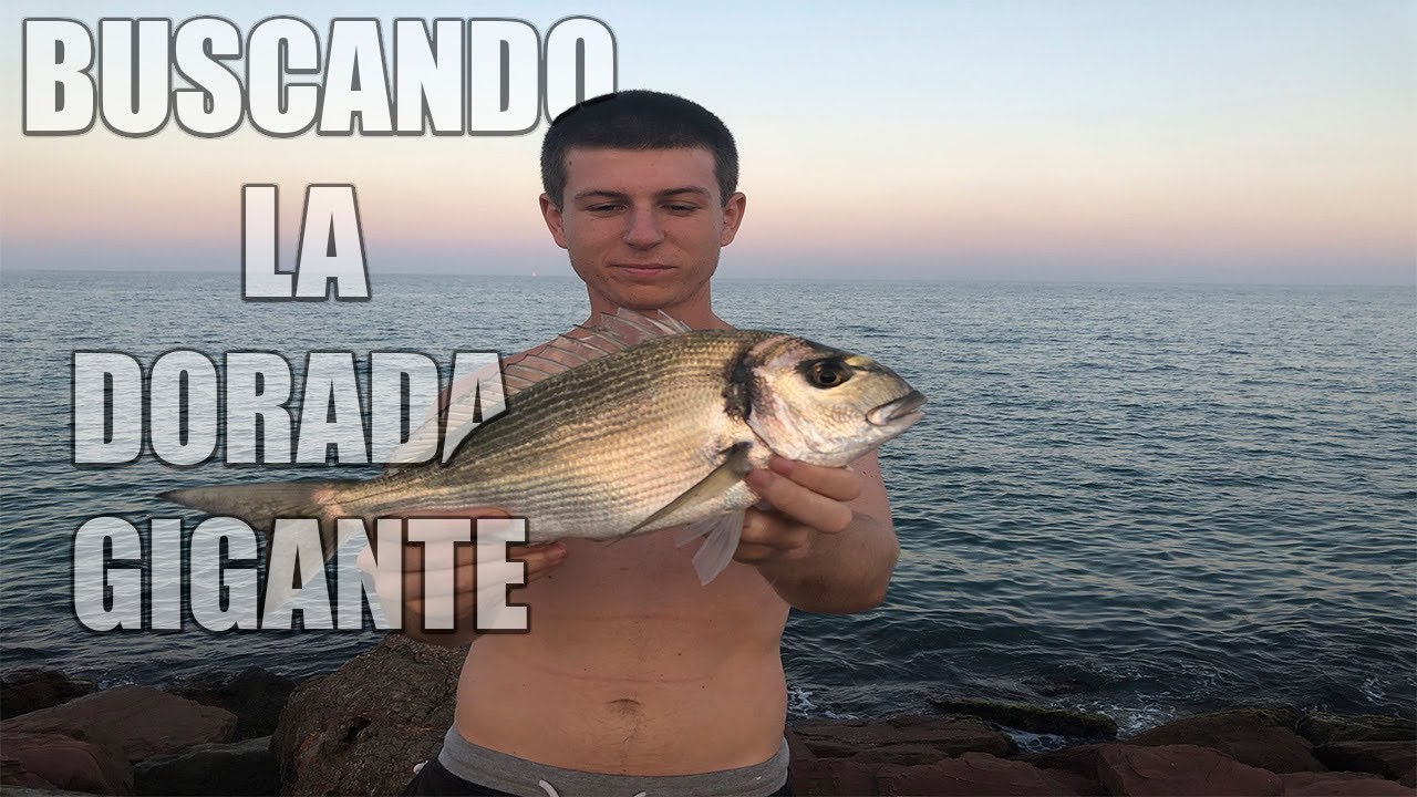 Buscando la DORADA GIGANTE desde espigon - Vlog 2 l Surfcasting VALENCIA